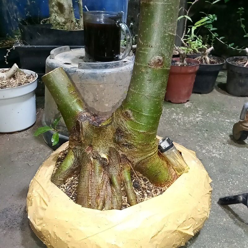 bahan bonsai loa jumbo murah.