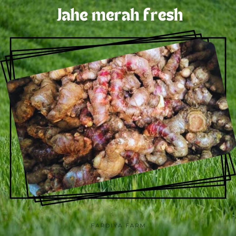 

jahe merah kecil Leles patahan murah fresh segar 250gr jahe susu sekuteng bajigur jamu obat rempah