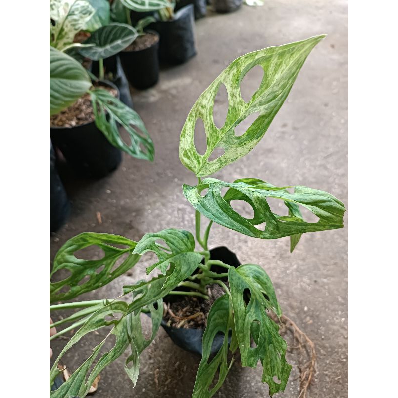 Janbol Varigata Lokal