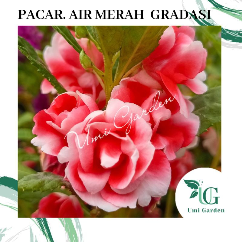 5 Biji Benih Bunga Pacar Air Tumpuk Merah Gradasi Putih Impatiens Rose Balsamina