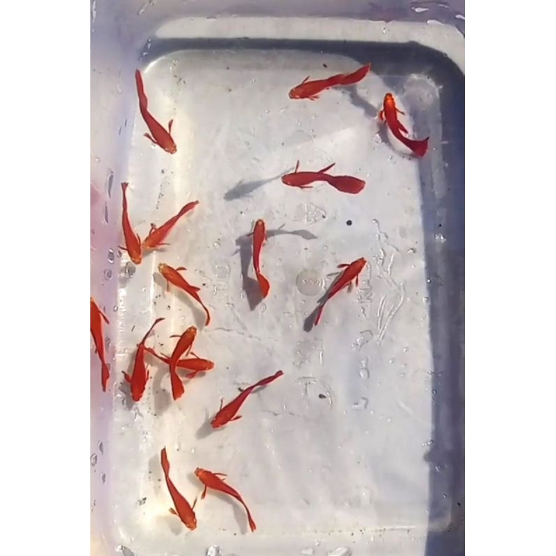 

Ikan Guppy Afr Red Ear