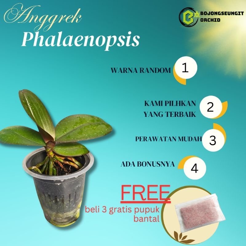Remaja Anggrek Phalaenopsis/Anggrek Bulan