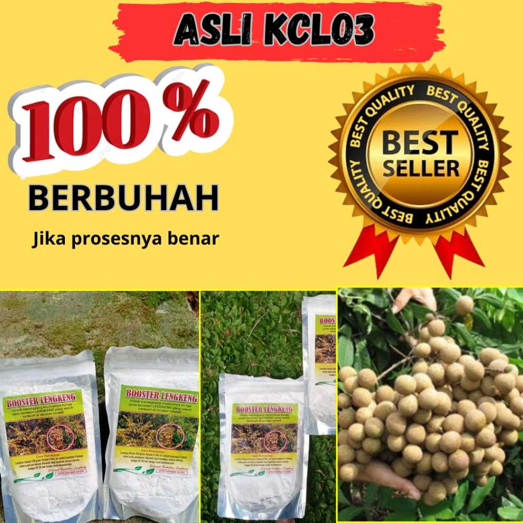 Booster kelengkeng kclo3 Pupuk pembuahan kelengkeng