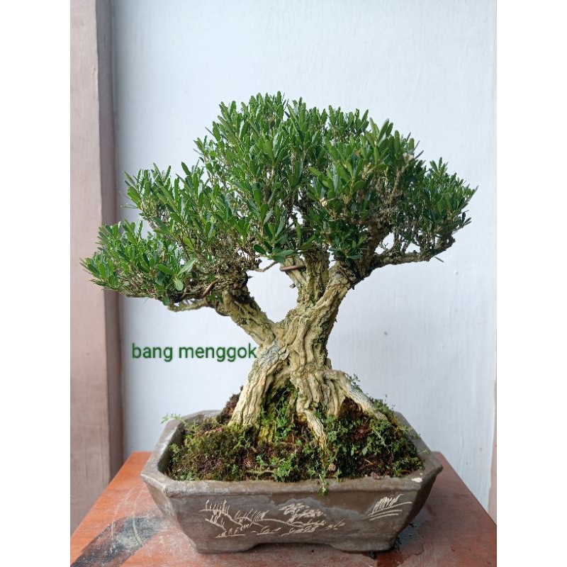 bonsaj boxus istimewa siap pajang