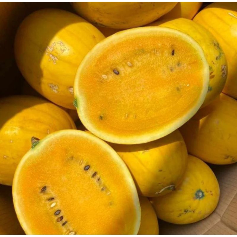 

Semangka Golden 1 Buah