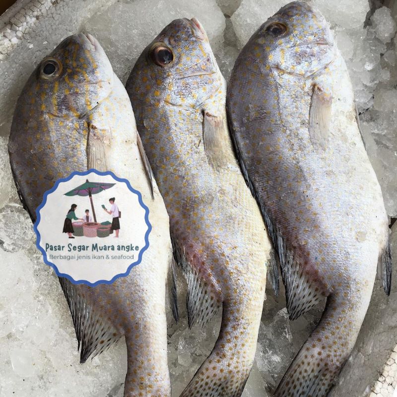 

Ikan Kaci Kaci Segar Seafood hasil laut segar 1 kg