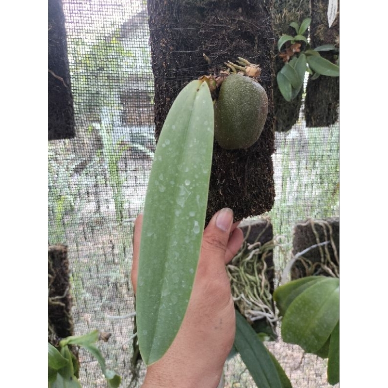 Anggrek bulbophyllum phalaenopsis ( DASI )