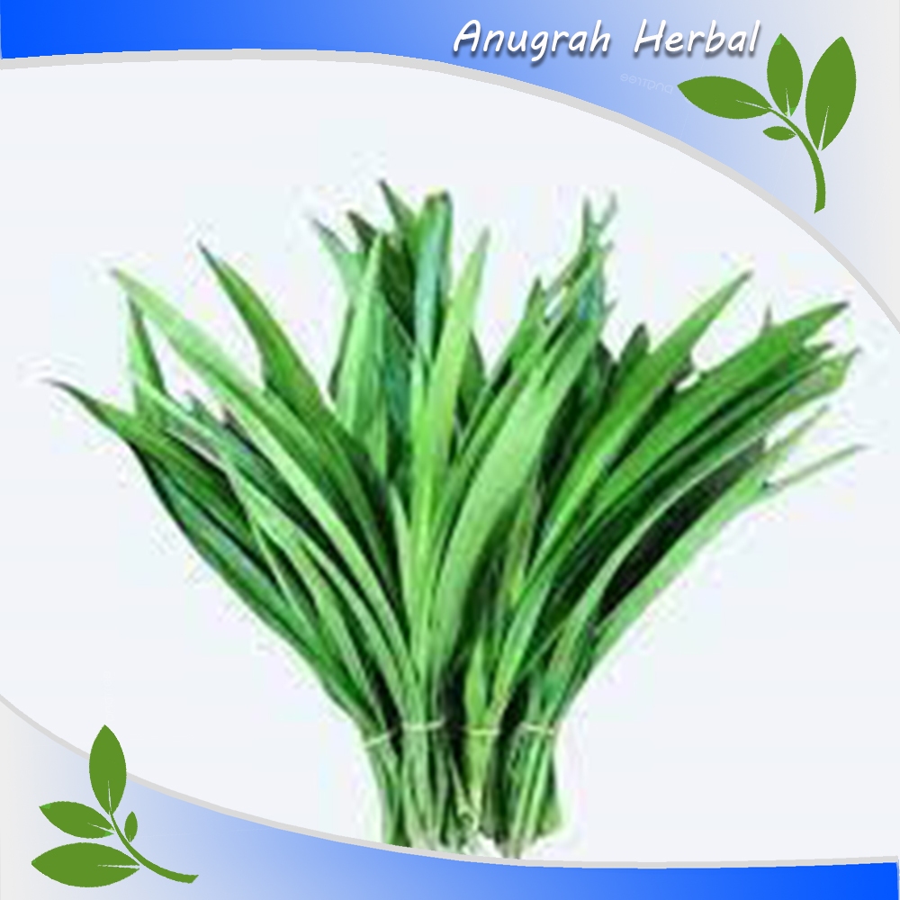 

Daun Pandan Wangi Segar 200 gr