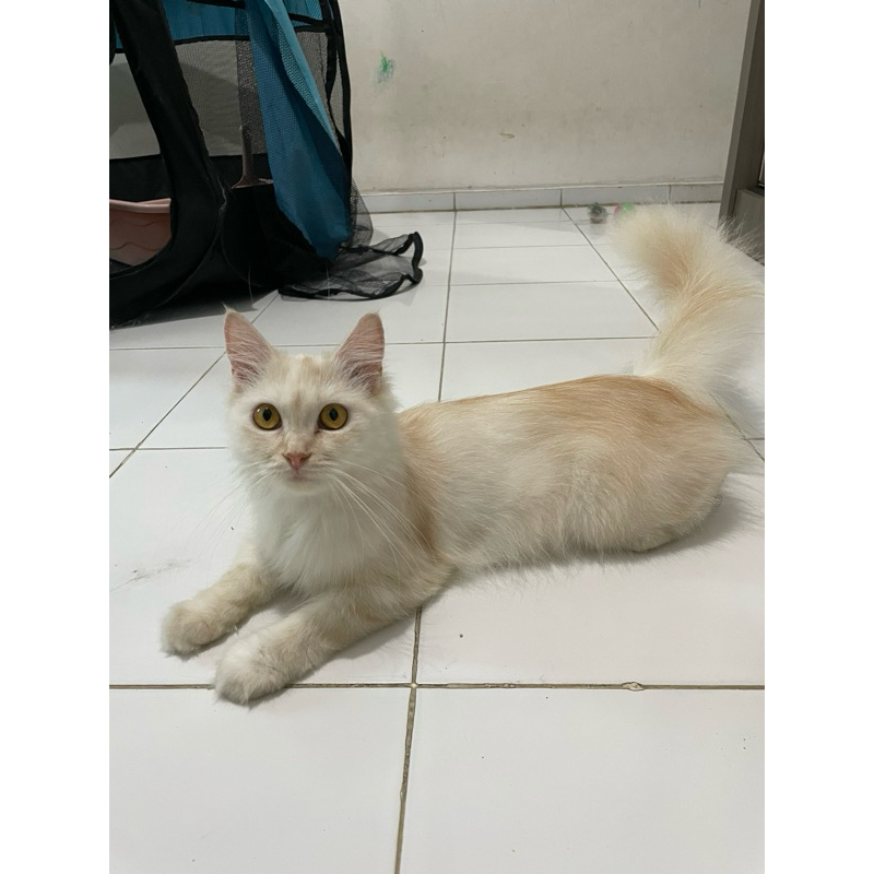 Kucing Persia sudah Vaksin