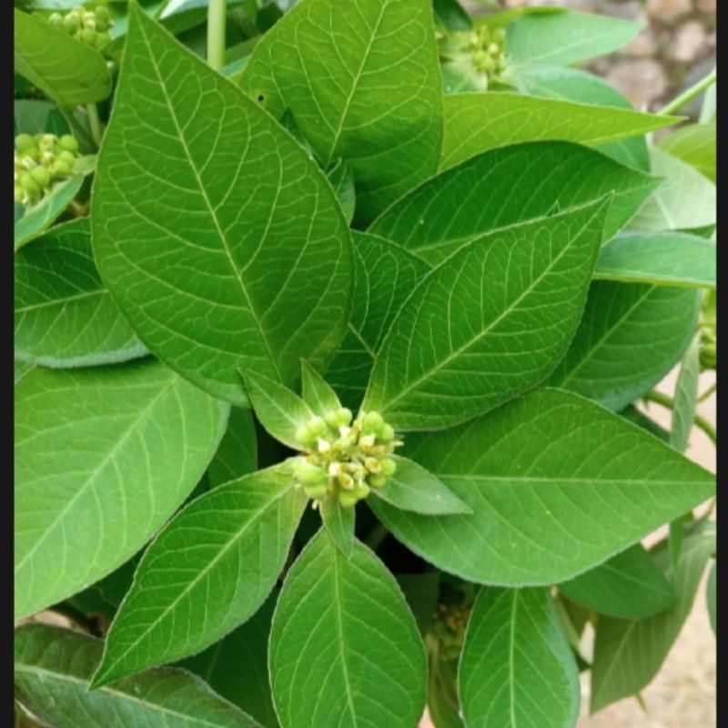 

daun senna segar 500g kate mas segar pencuci perut