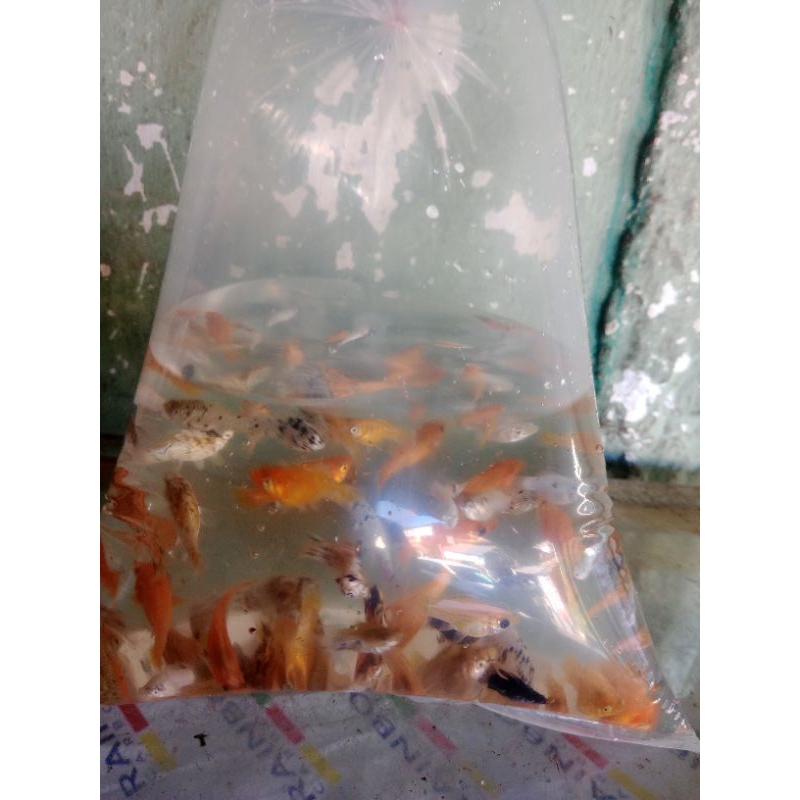 

ikan molly mix