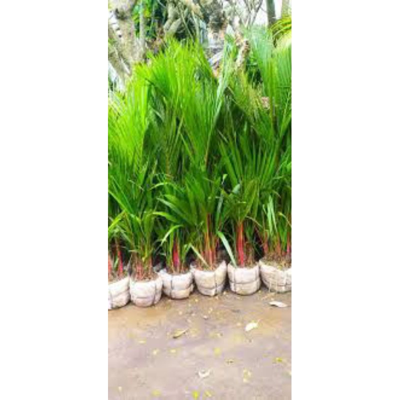 Tanaman hias palem merah / Tanaman hias hidup palem merah