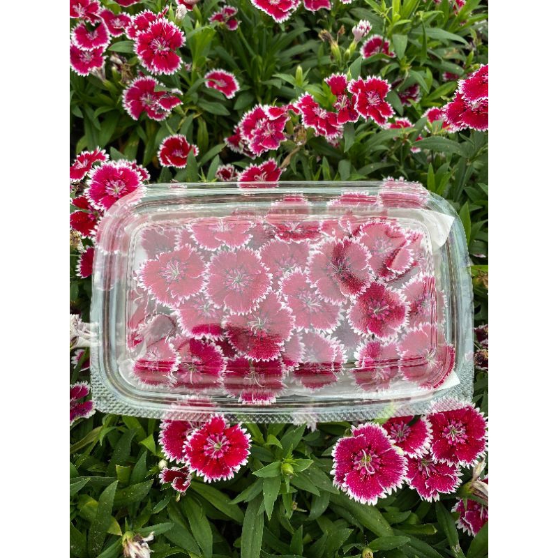 

Edible Flower Dianthus