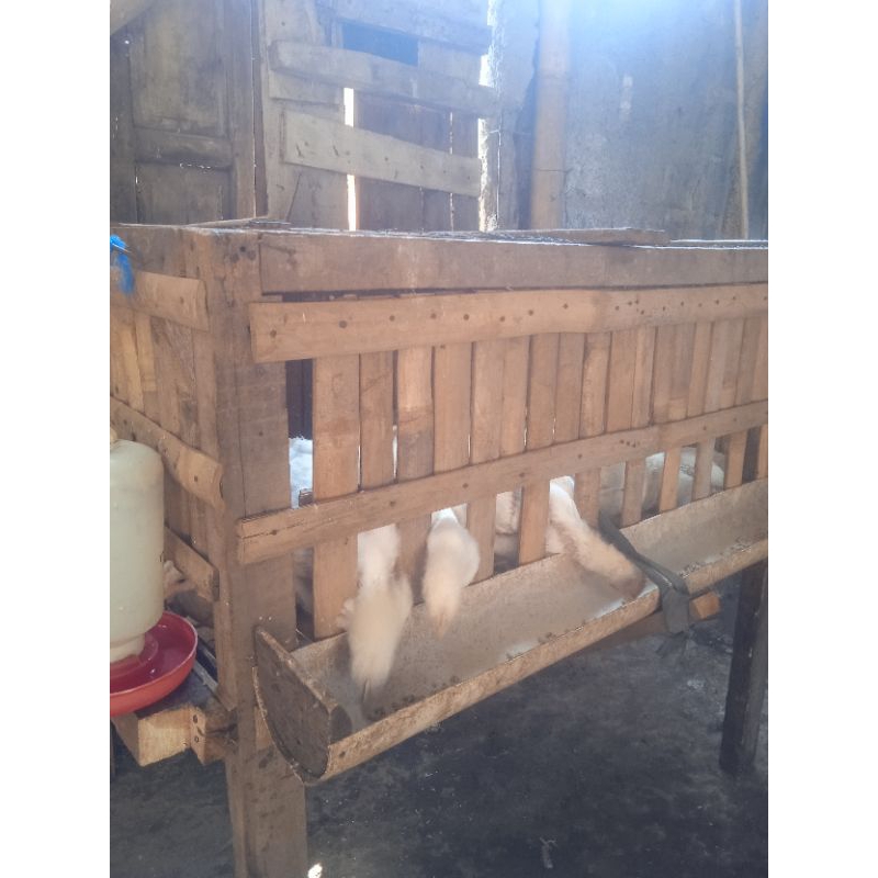 

Ayam potong& Ayam kampung
