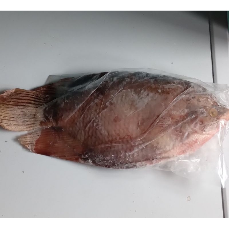 

Ikan Gurame frozen 1 kg(2ekor)
