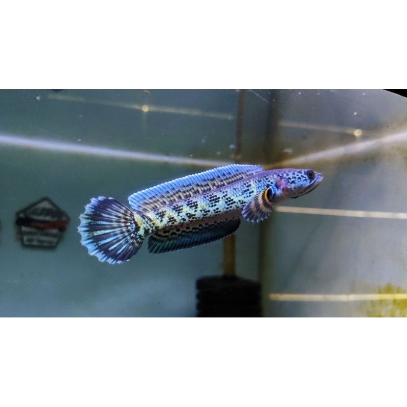 channa auranti cb 8-10 cm