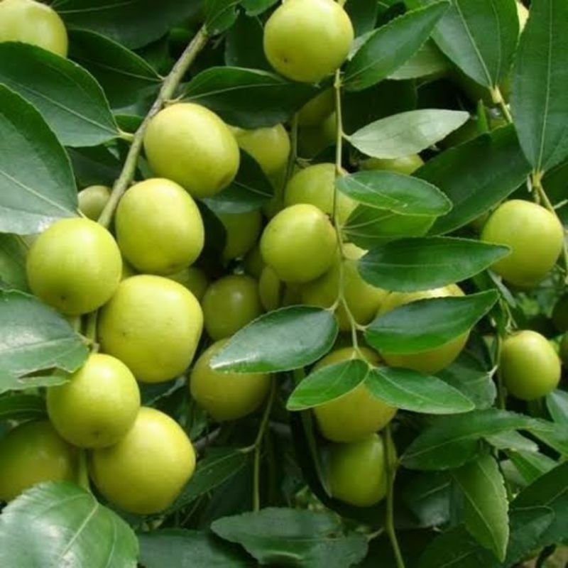 

buah bidara arab buah obat fres dari pohon 20 biji