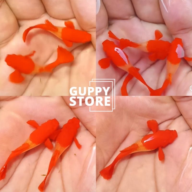 

PEXKING KARDUS AL KOI RED EAR INDUK