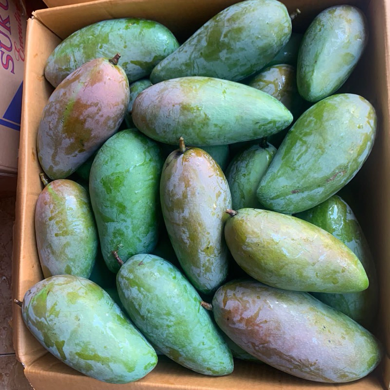 

Mangga Kiojay/Mangga thailand