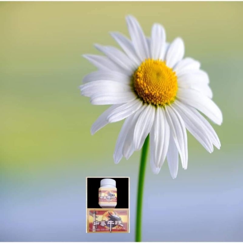 

jual harga grosir produk herbal pala kebo