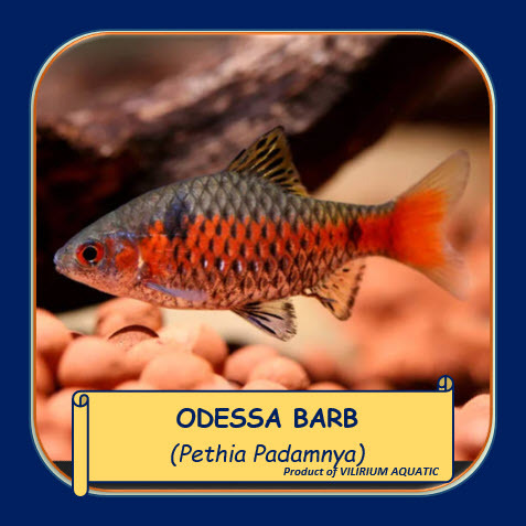 IKAN HIAS AIR TAWAR - ODESSA BARB