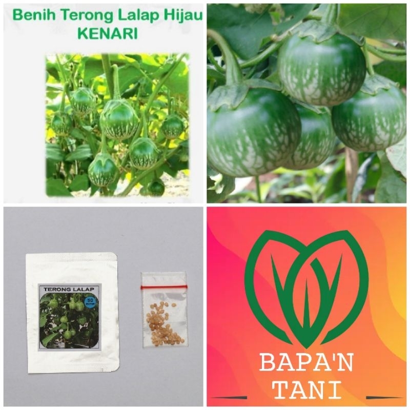 BENIH BIBIT TERONG HIJAU KECIL LALAPAN UNGGUL ECERAN - BIBIT BENIH TERONG HIJAU LALAP SUPER