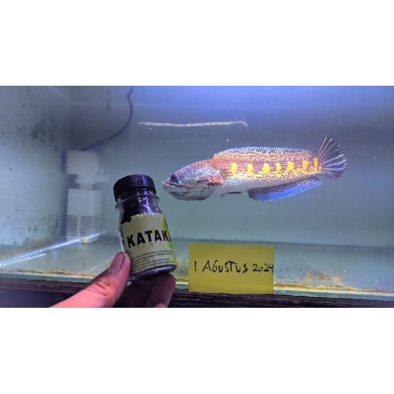 PAKET PO AURANTI 10 EKOR