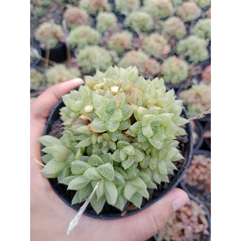 HAWORTHIA TURGIDA SUBERECTA / HAWORTHIA CHIANGMAI / BIBIT KAKTUS / BIBIT HAWORTHIA / HAWORTHIA IMPOR