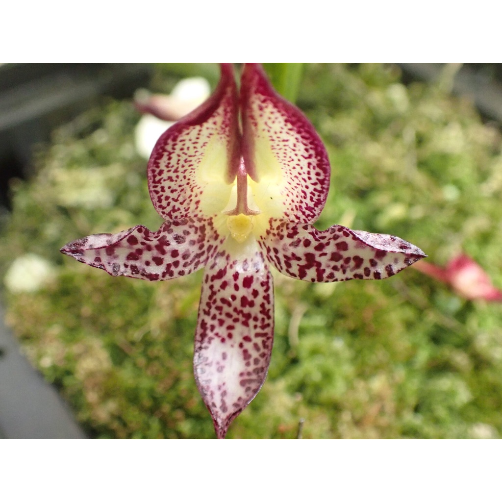Tanaman anggrek bulbophyllum macranthum