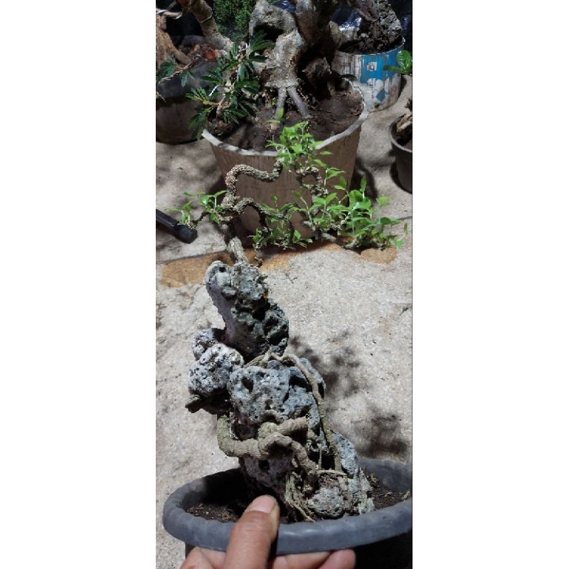 Bonsai Sakura Mikro On the Rock Sesuai Photo