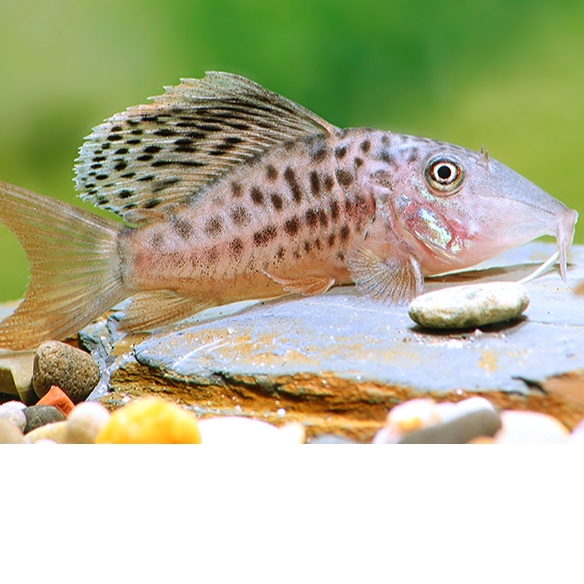 Corydoras Brochis / Brochis Multiradiatus Corydoras