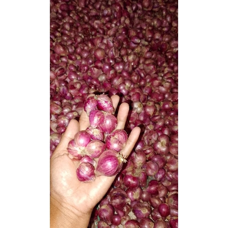 

bawang merah super/bawang merah bima