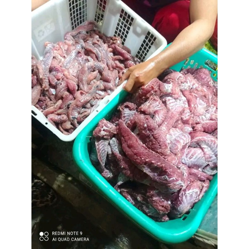 

DAGING IKAN SAPU-SAPU PRESS