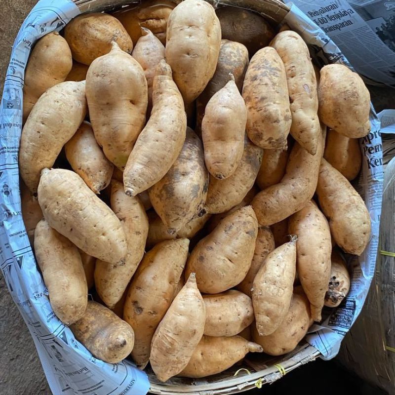 

1kg ubi madu Cilembu mentah pilus kecil khusus di kukus/lobi-lobi SPC