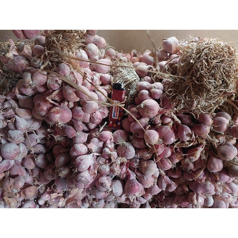 

Bibit bawang merah bakalan tajuk nganjuk