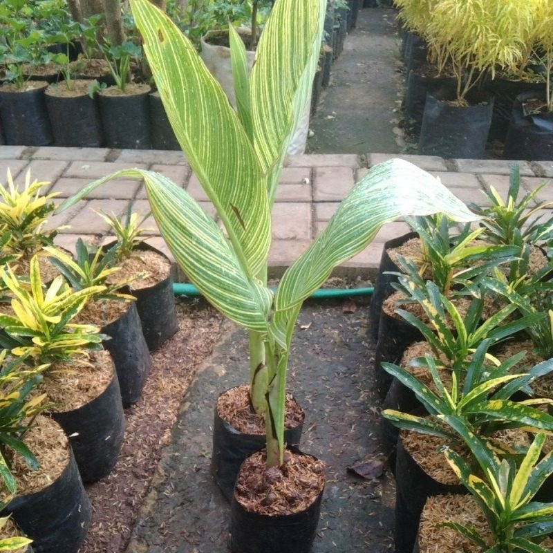 tanaman pisang kana parigata
