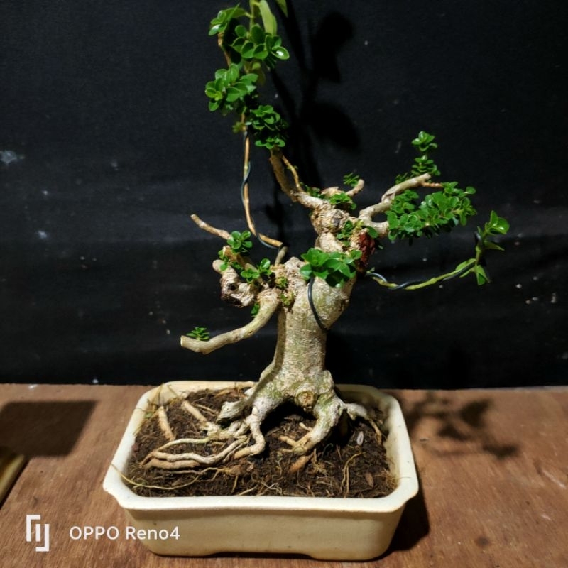 Bonsai Sancang Mame Prospek