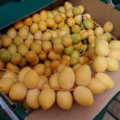 

kurma muda 250g/ kurma promil