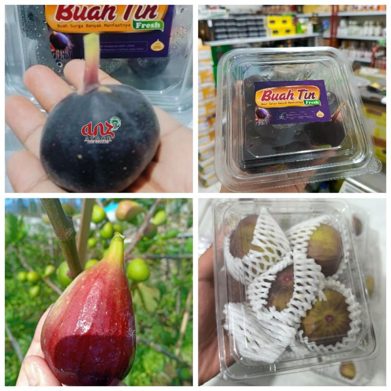 

Buah Tin Ara Fresh Segar Baru Panen 200g