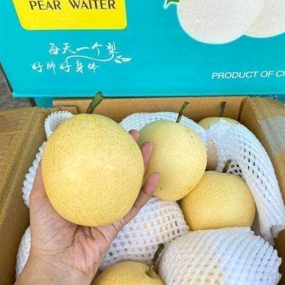 

Buah Pear Century Sweet 1kg Manis Renyah Fresh