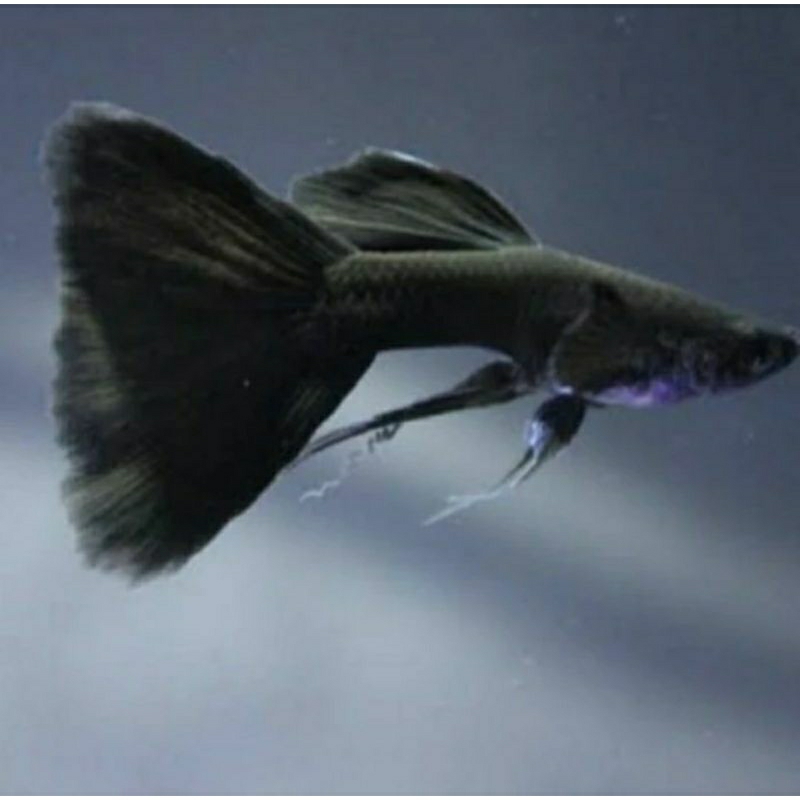 Hiasan akuarium Guppy black Moscow ribbon sfc