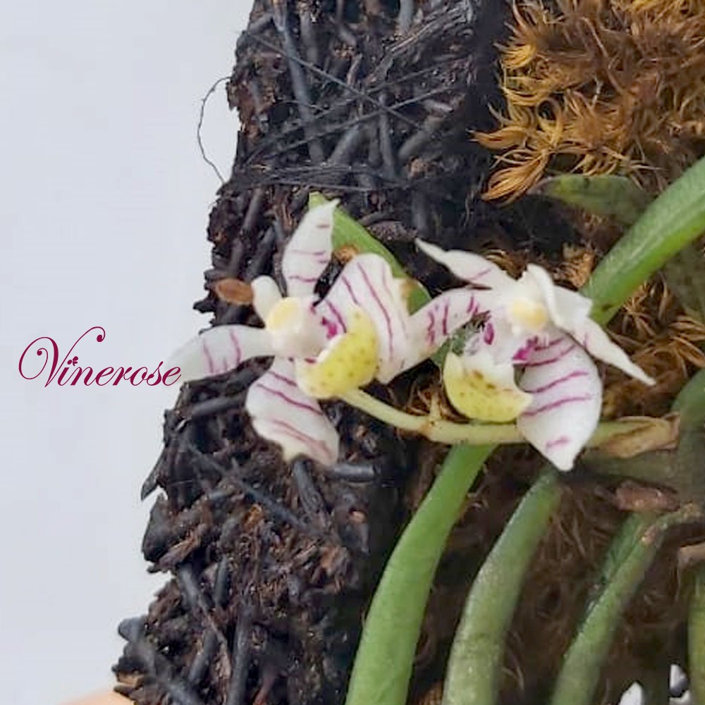 Anggrek Vanda Mini Tricoglotis Pusila Anggrek Mini Zebra