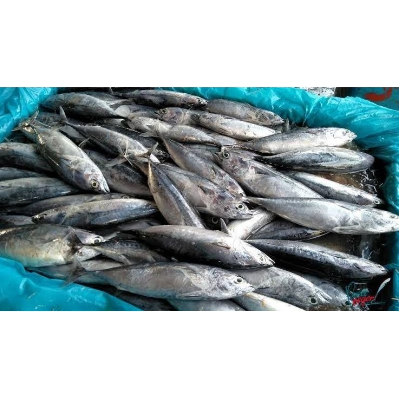 

ikan tongkol 1kg-500gr