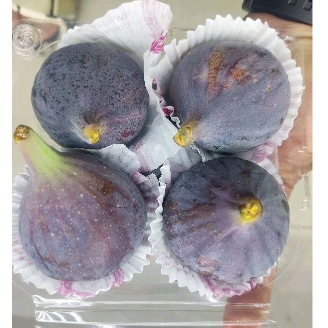 

Buah Tin Import Turkey 1 Pack Isi 4 Biji