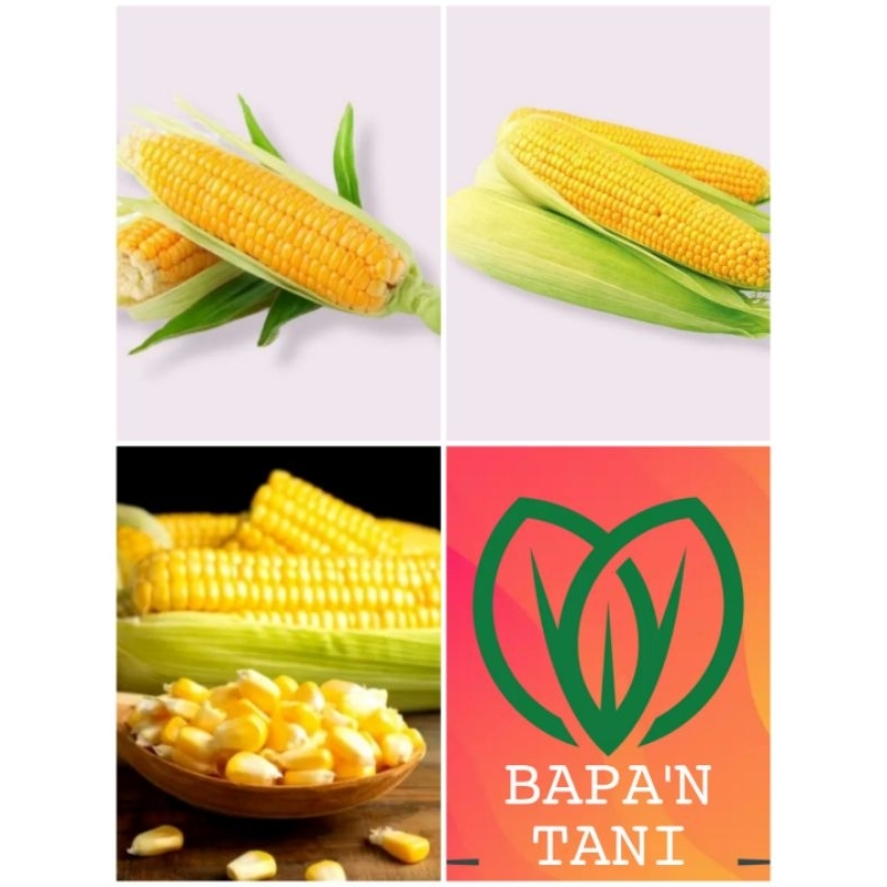 BIJI BENIH JAGUNG MANIS UNGGUL ECERAN - BIBIT JAGUNG MANIS KUALITAS SUPER UNGGUL