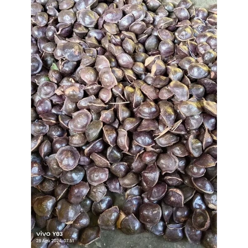 

NOB olshopfree9 Jengkol Muda Mentah Masih Kulit/Cangkang 1kg