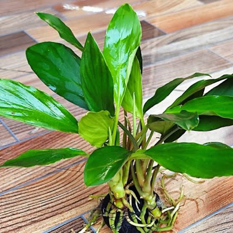 Tanaman aquascape media wabikusa anubias