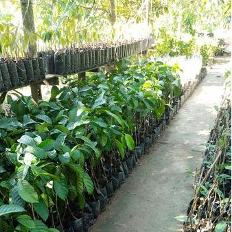 Bibit Langsat Punggur Pontianak