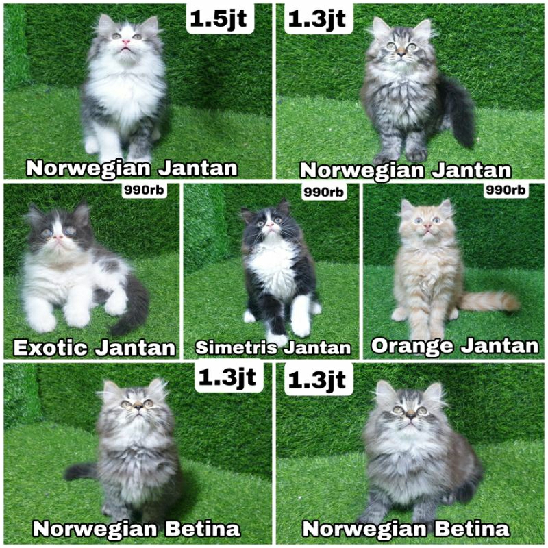 Kitten Persia Jantan & Betina Anakan kucing lucu superan lebat