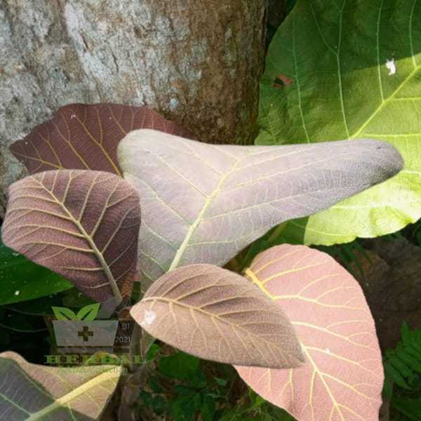 

Daun Jati Segar Pucuk Daun Jati Segar Petik Langsung